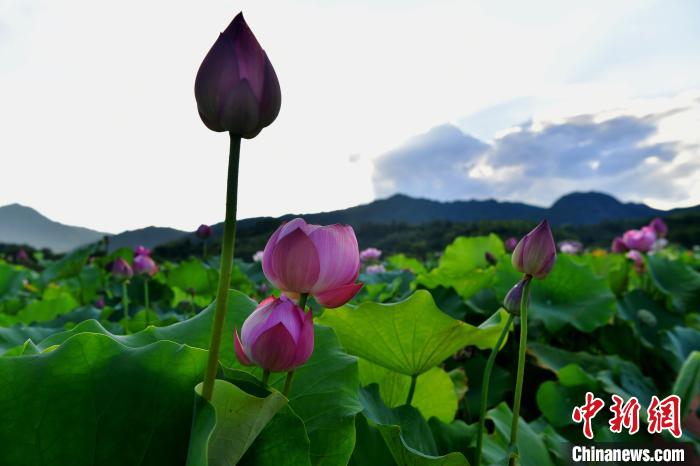 Jianning enters harvest of Lotus seeds in SE China’s Fujian Province