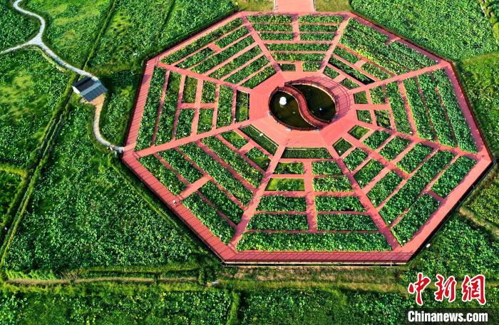 Jianning enters harvest of Lotus seeds in SE China’s Fujian Province