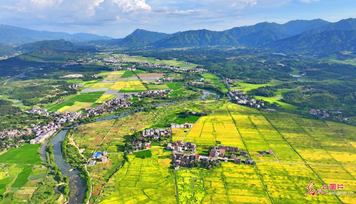 Golden field with harvest in sight in C China’s Hunan