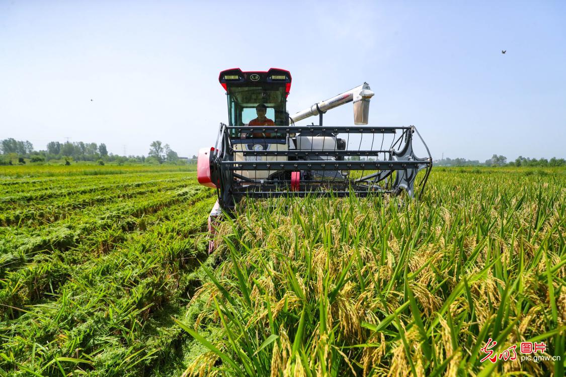 Harvest season in early autumn: Busy farmers in Xinyang, Central China's Henan Province, collect 141,000 acres of rice