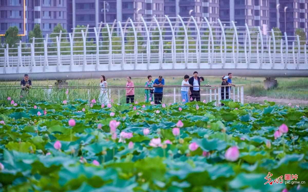 Fragrance of lotus flowers attract viewers across China