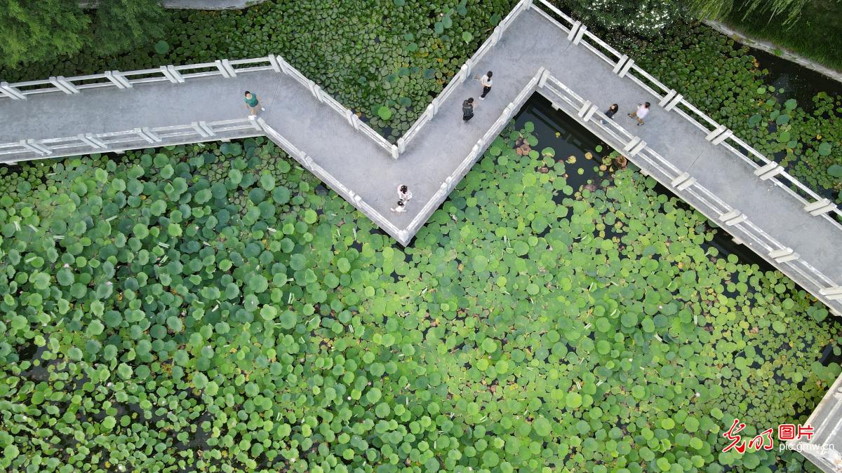 Fragrance of lotus flowers attract viewers across China