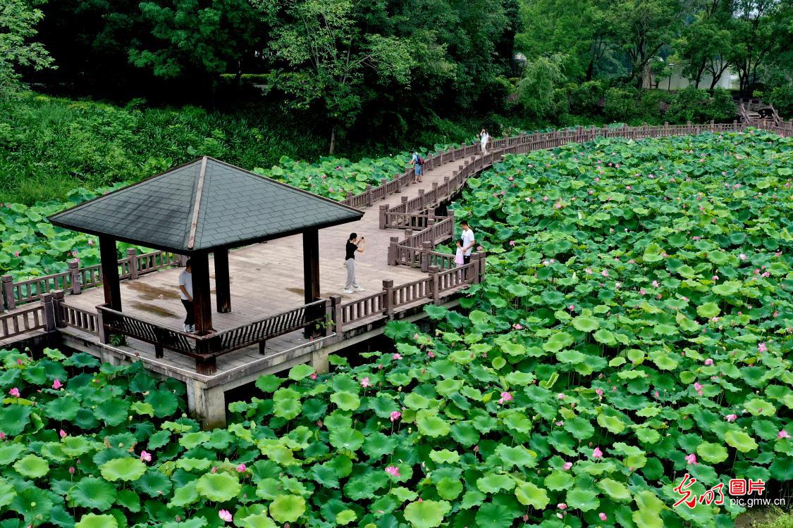 Fragrance of lotus flowers attract viewers across China