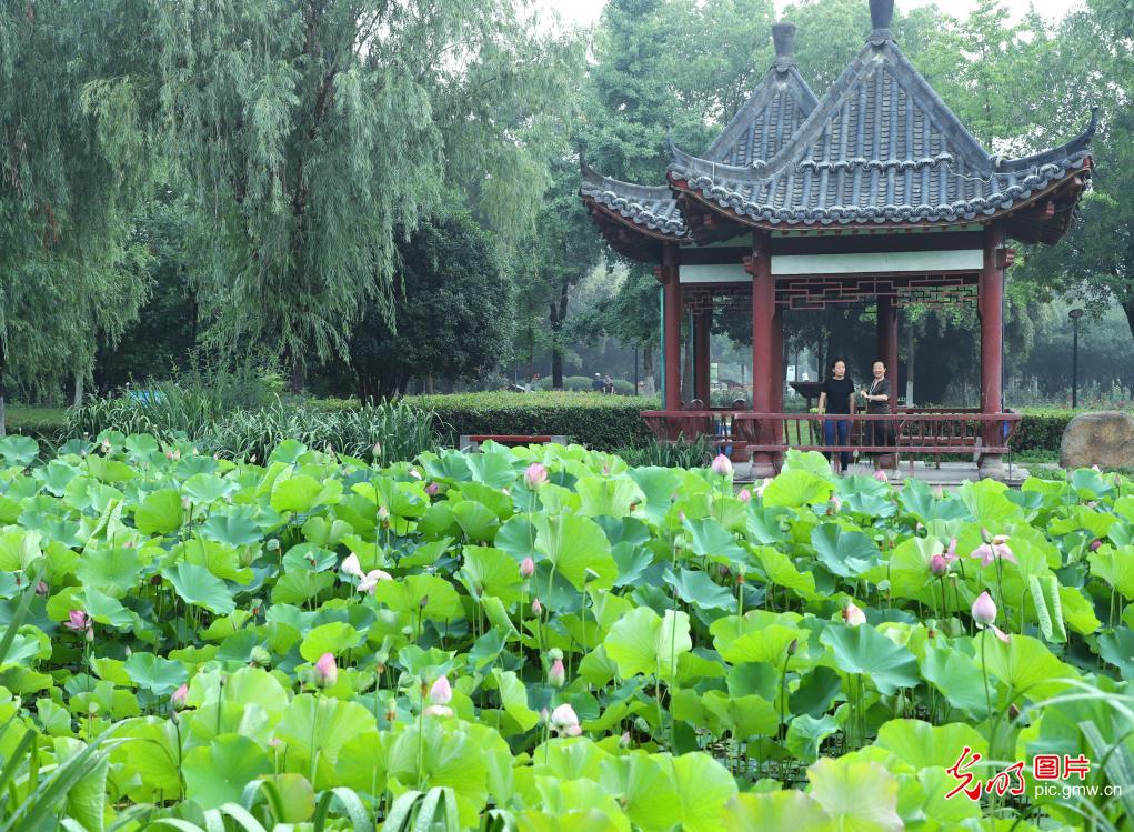 Fragrance of lotus flowers attract viewers across China