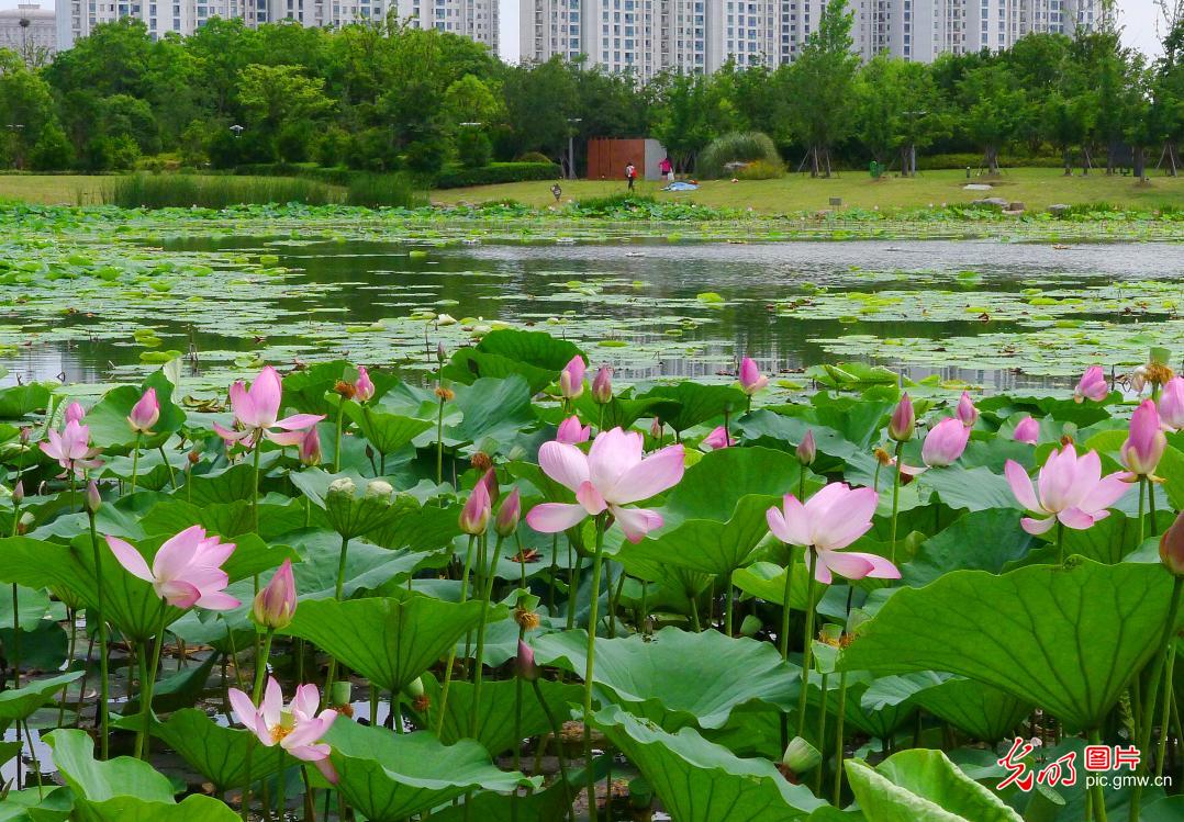 Fragrance of lotus flowers attract viewers across China