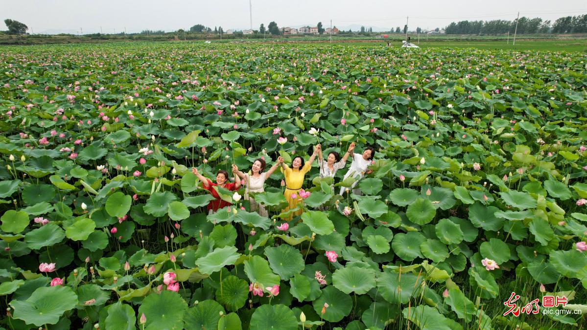 Fragrance of lotus flowers attract viewers across China