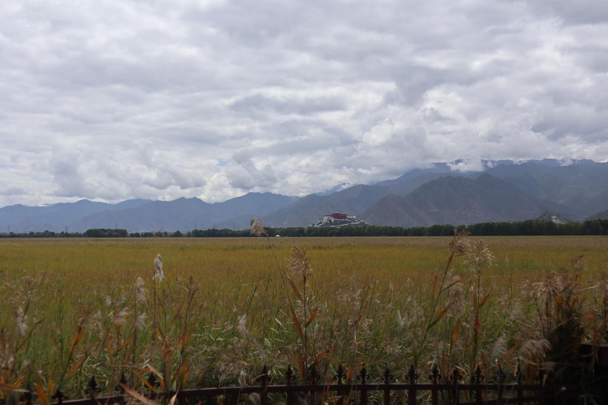 Lhalu Wetland sees major ecological improvements