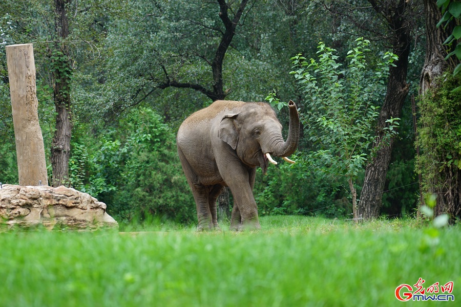 In pics: Diverse wildlife species in Beijing Wildlife Park