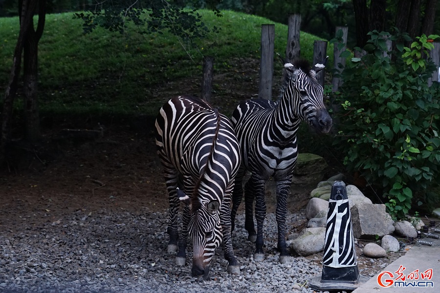 In pics: Diverse wildlife species in Beijing Wildlife Park