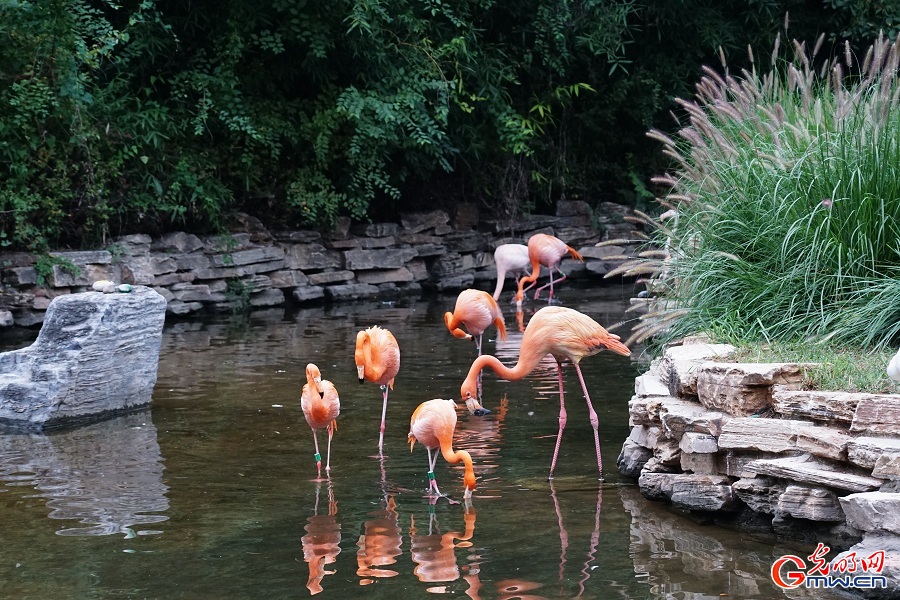 In pics: Diverse wildlife species in Beijing Wildlife Park