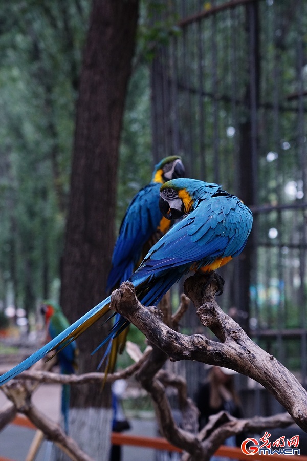 In pics: Diverse wildlife species in Beijing Wildlife Park