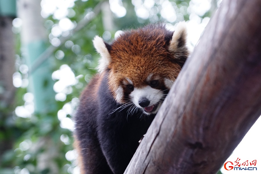 In pics: Diverse wildlife species in Beijing Wildlife Park