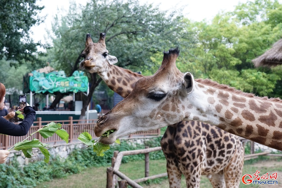 In pics: Diverse wildlife species in Beijing Wildlife Park