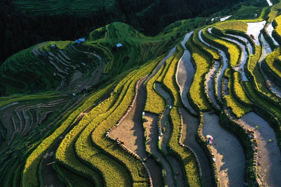 High tech propels bumper harvests in China's grain-producing provinces