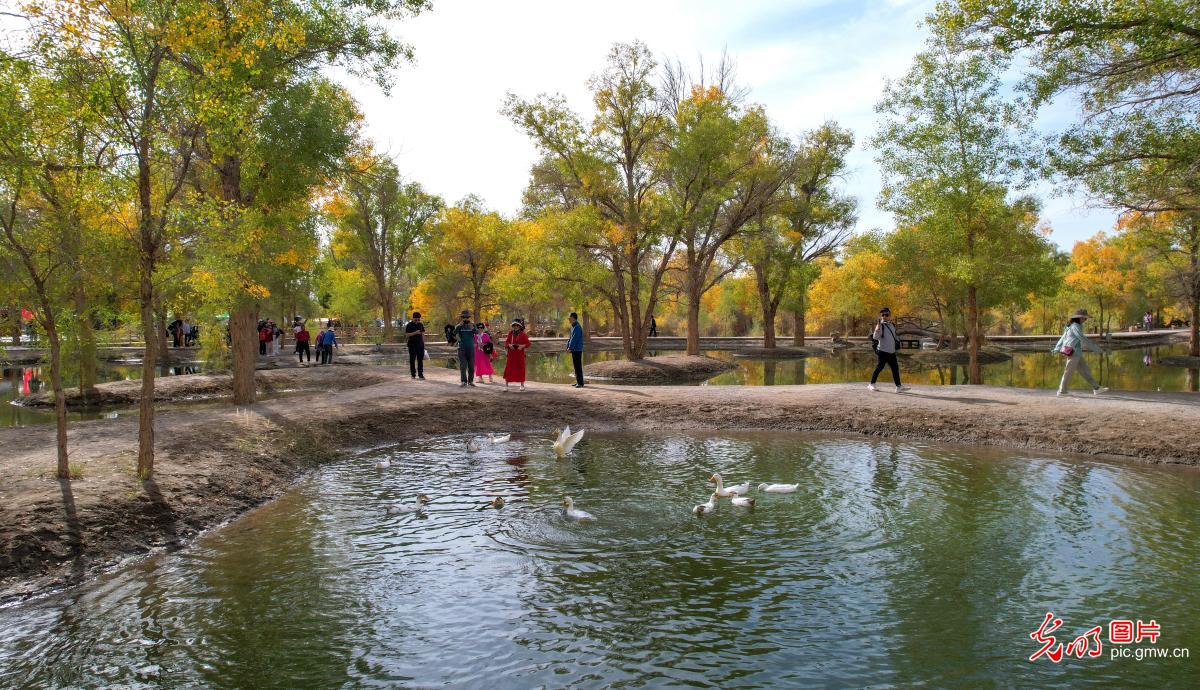 Desert poplar attract tourists in NW China