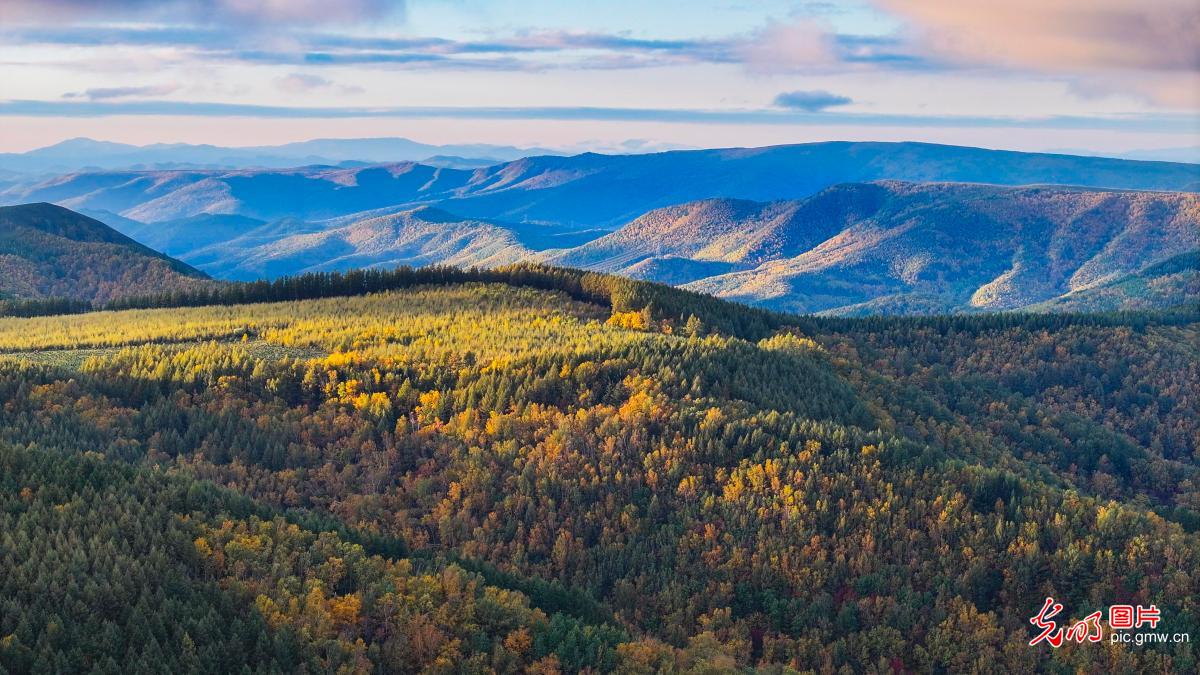 Beautiful autumn scenery at Saihanba