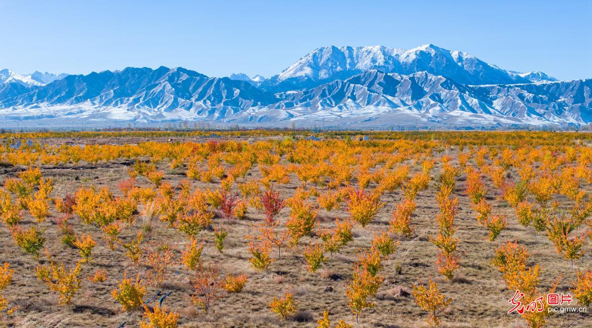 In pics: Gobi apricot orchard in NW China's Gansu