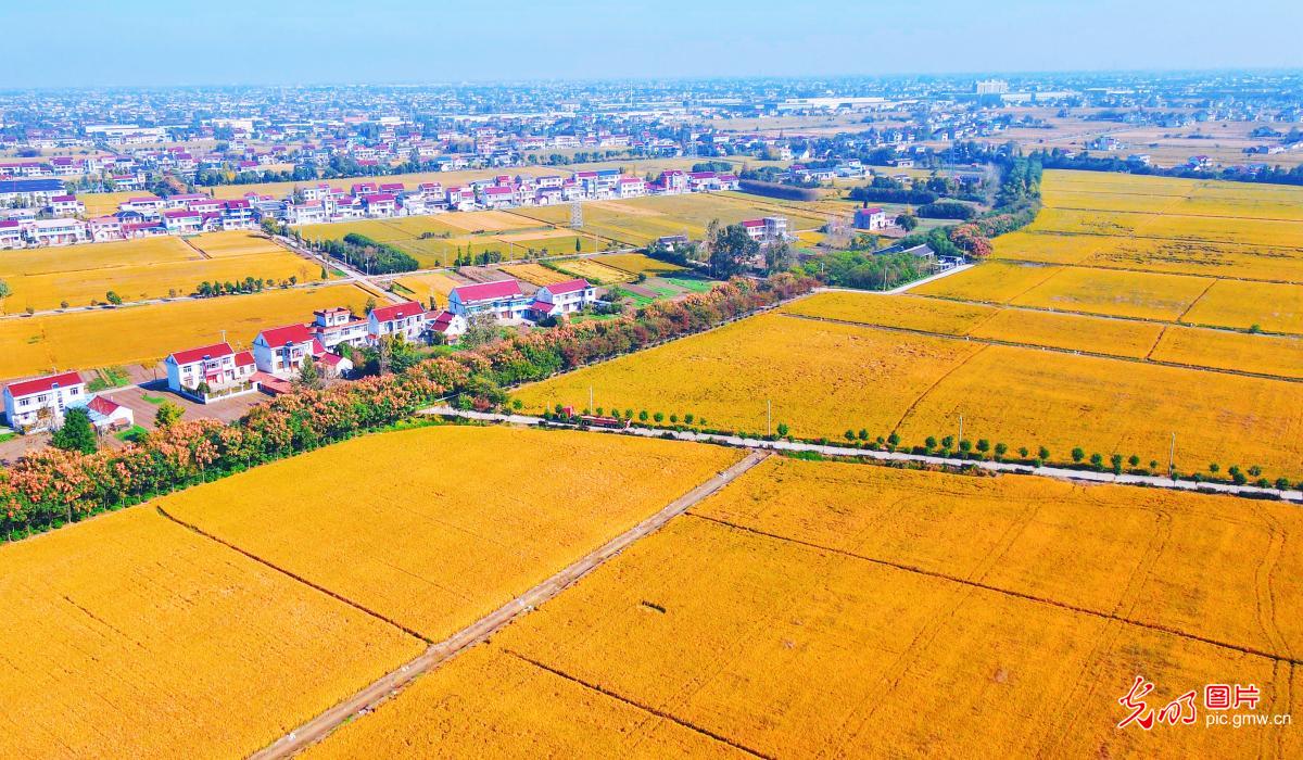 Golden autumn fields of abundant harvest in E China's Jiangsu