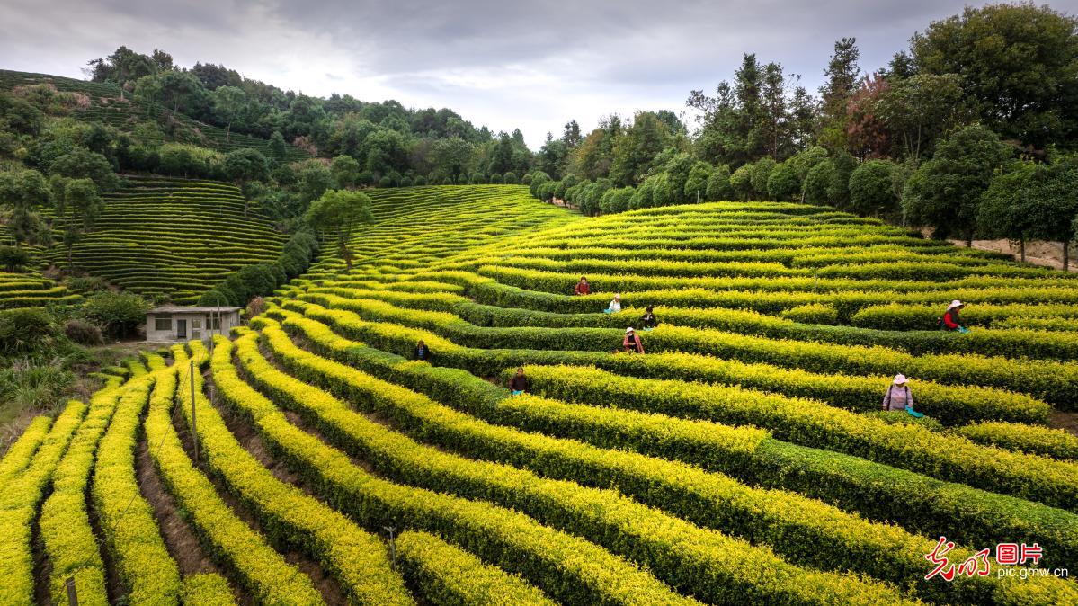 Thousand mu of tea garden in Jiangxi covered in gold