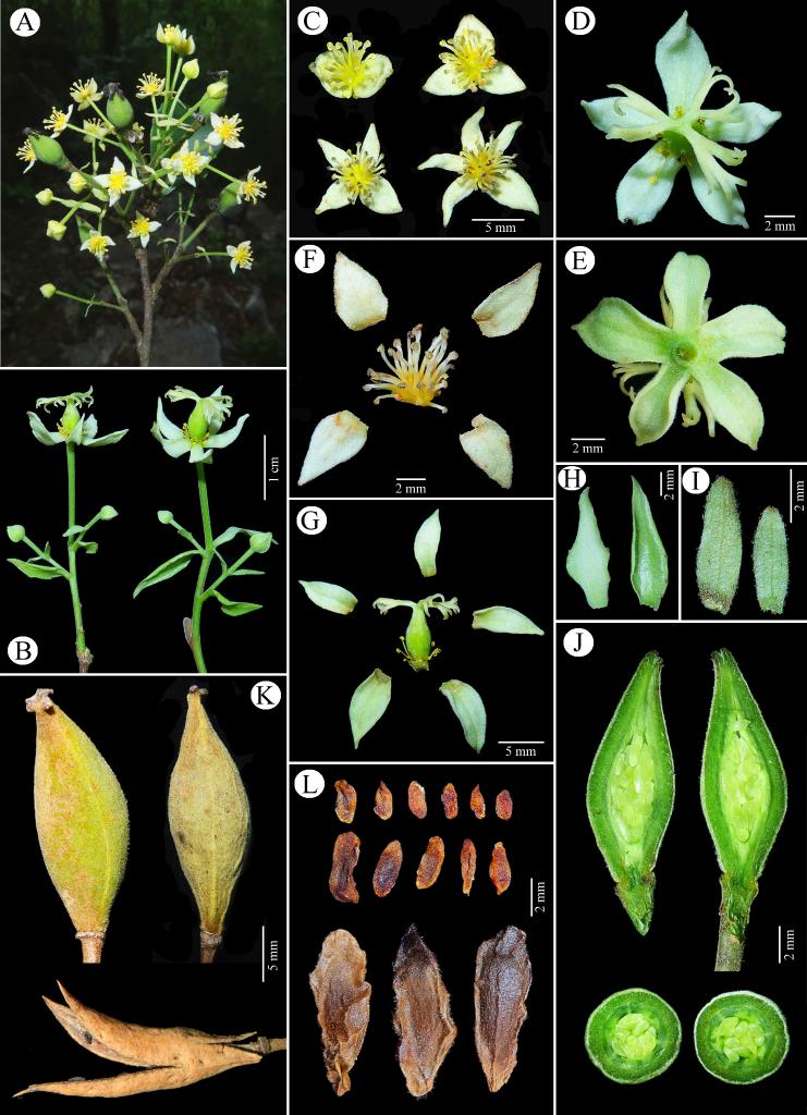 New tree species discovered in south China's karst region