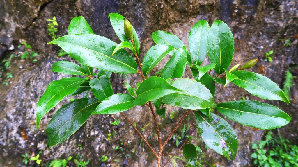 New tree species discovered in south China's karst region