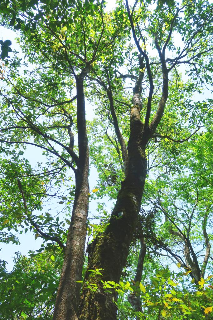 New tree species discovered in south China's karst region