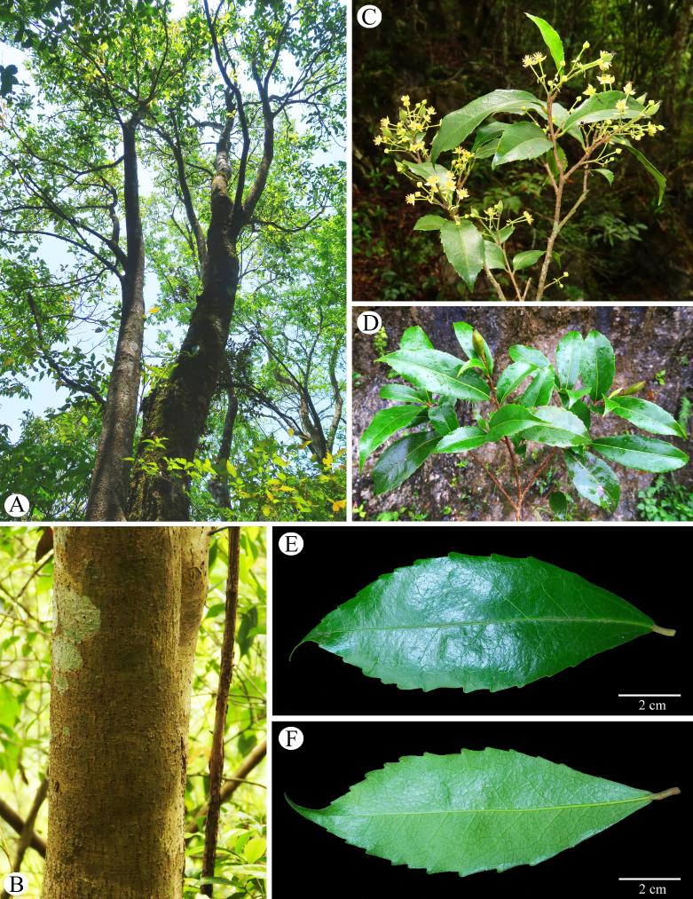 New tree species discovered in south China's karst region