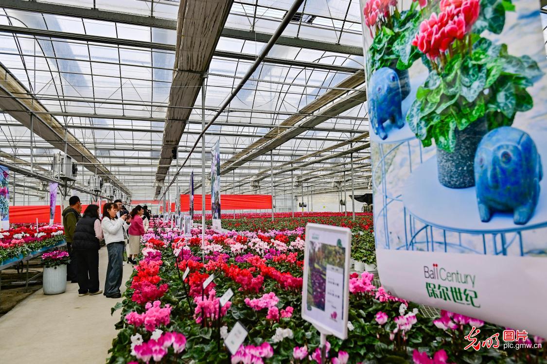 New Flower Varieties Exhibition held in Shandong