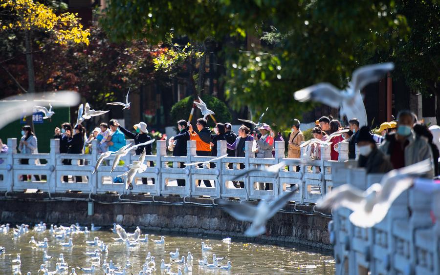 Sustained passion of bird lovers evident in SW China