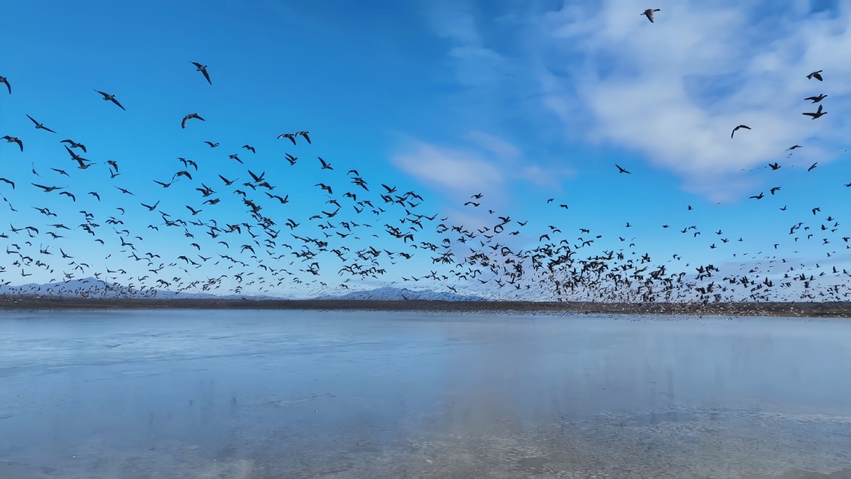 Rare birds descend on Jingxin Wetland oasis