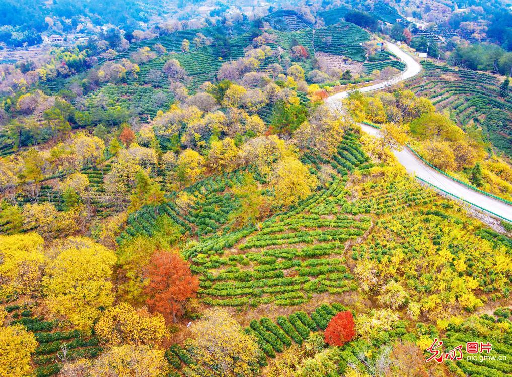 Scenery of thousand-mu tea garden in China’s Anhui