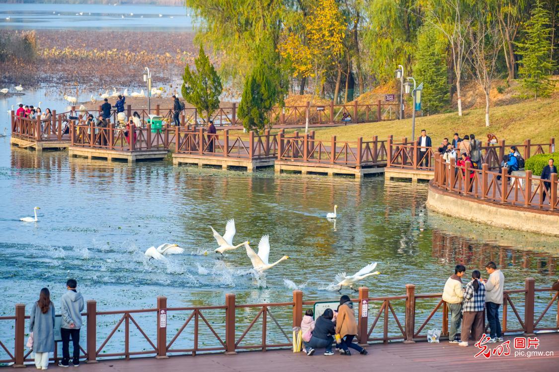 Dancing swans grace Yellow River wetlands in C China’s Henan