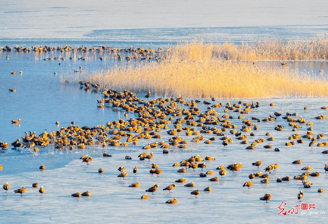 Migratory birds in N China's Inner Mongolia