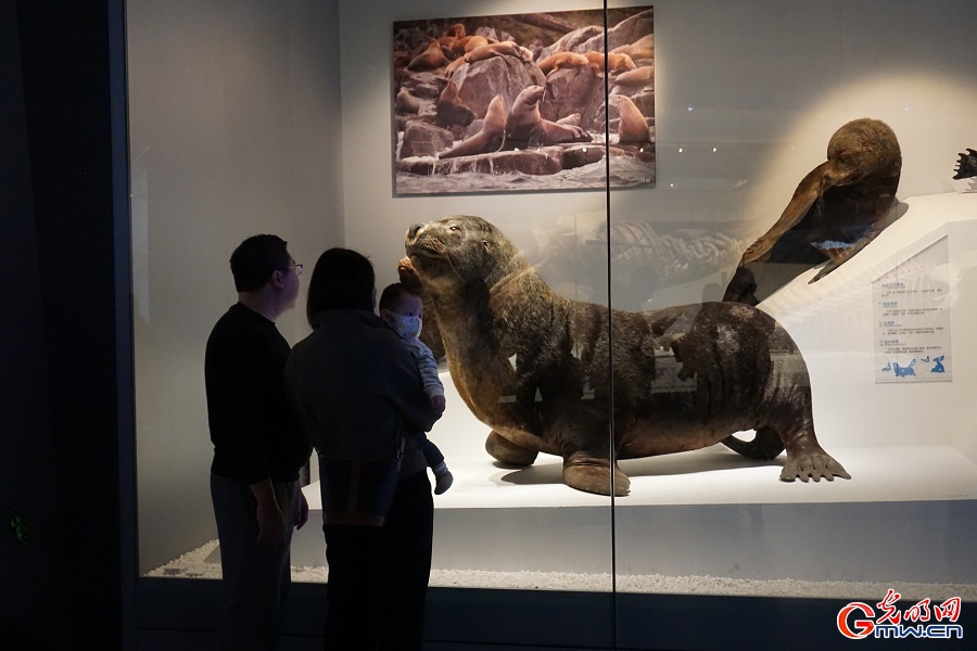 National Maritime Museum of China highlights marine biodiversity