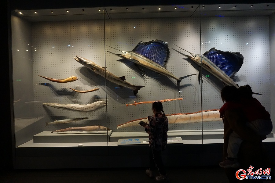 National Maritime Museum of China highlights marine biodiversity