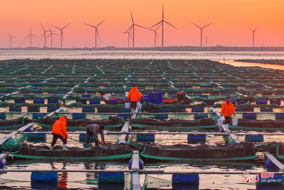 Wind power boosts green ecology in E China's Shandong