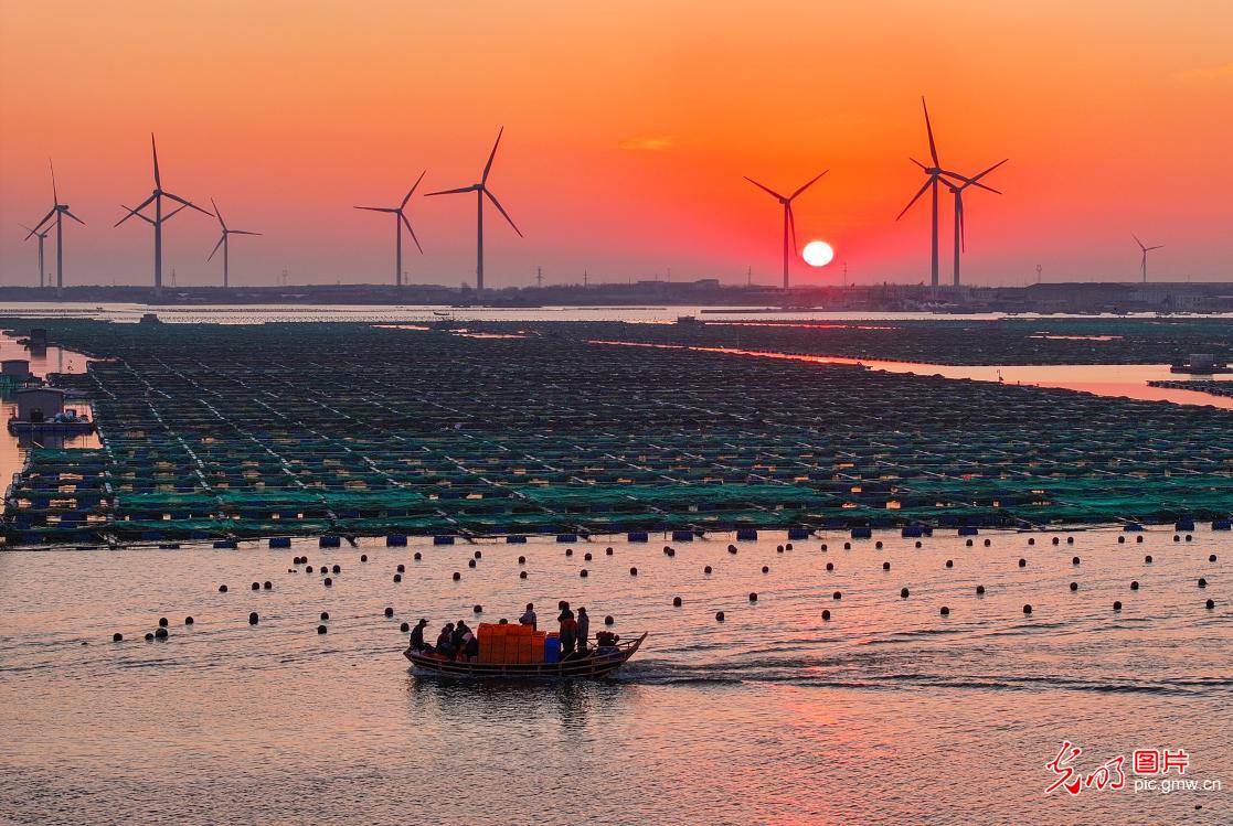 Wind power boosts green ecology in E China's Shandong