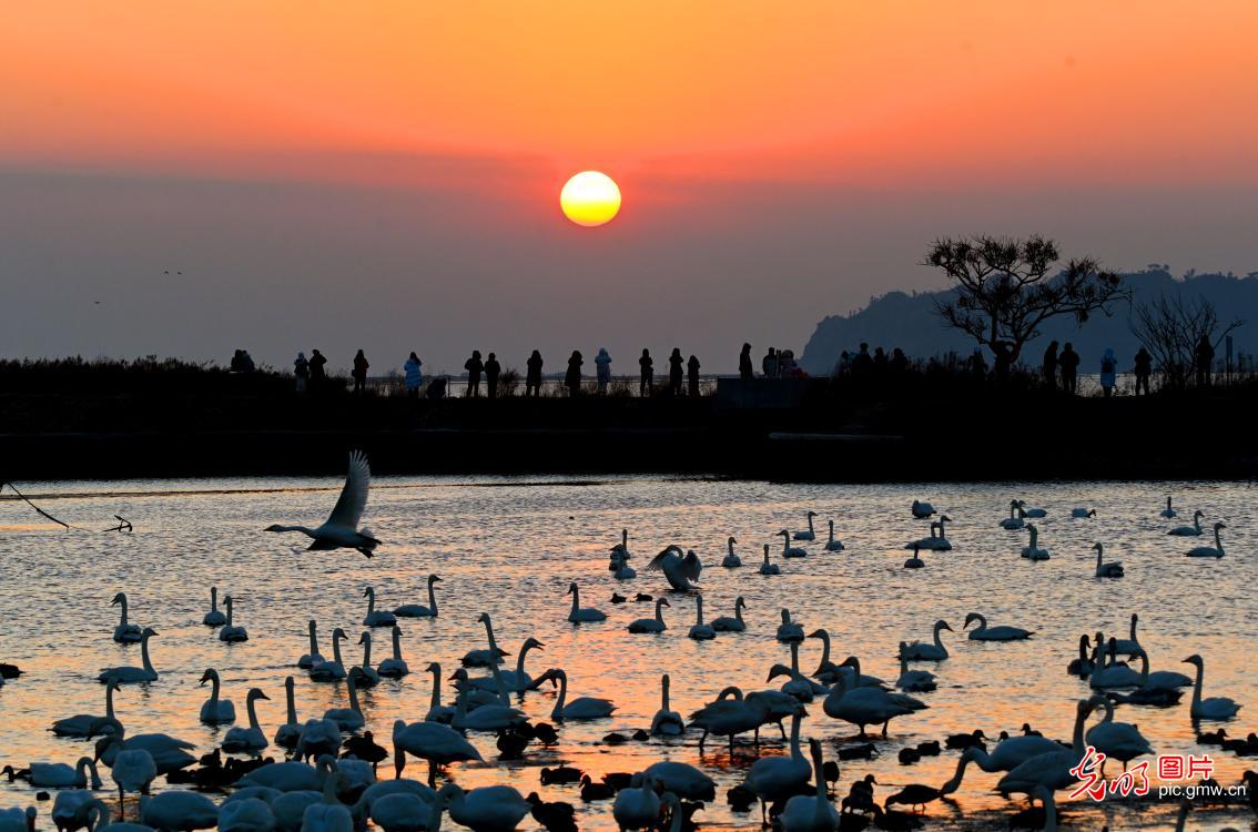 Scenery of swans dance in E China’s Shandong