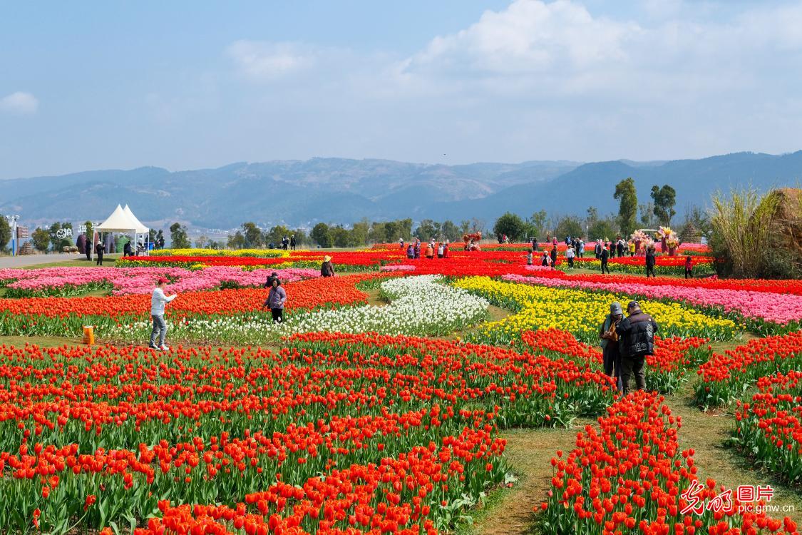 Tulips blooming attract tourists in SW China's Yunnan