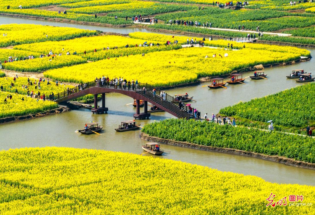 Rapeseed flowers bloom in Xinghua, E China