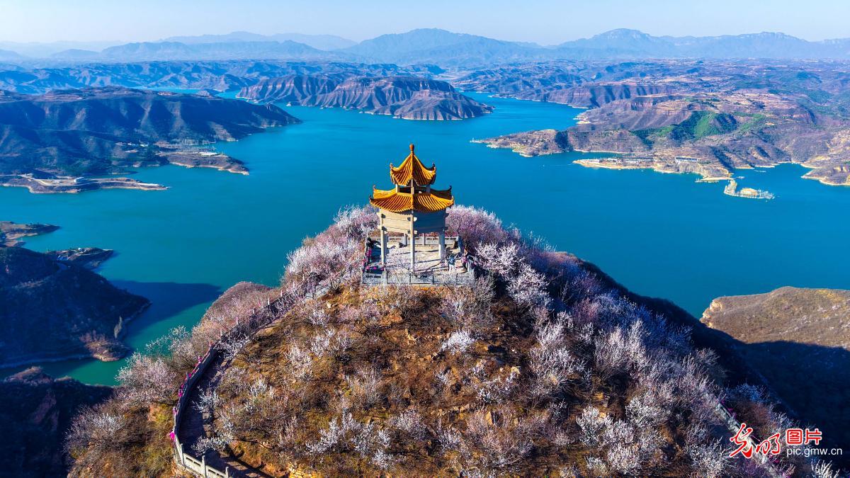 Peach blossoms grace Yellow River banks, C China's Henan