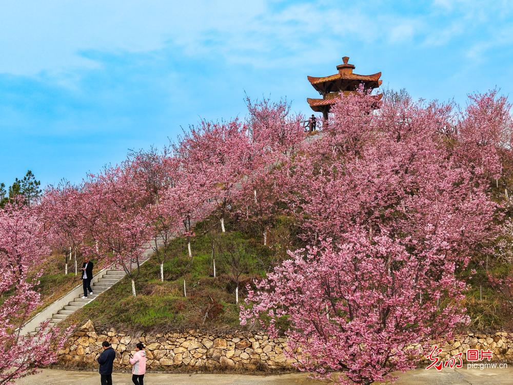 Cherry blossoms herald spring's arrival in C China's Hubei