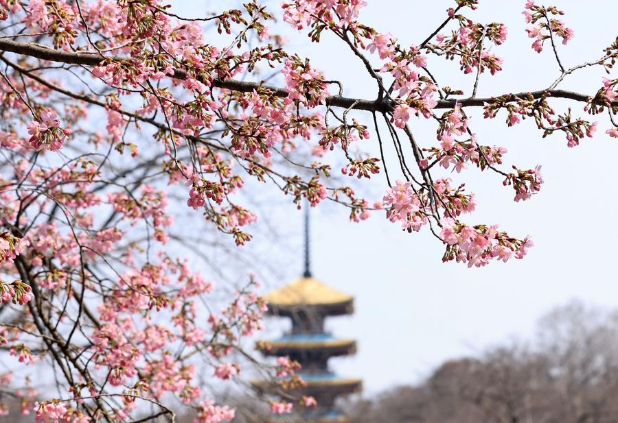 Spring is here, China's tourism economy in full bloom