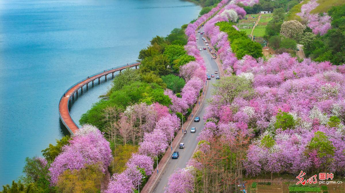 Bauhinia blossoms herald springtime in Liuzhou, south China’s Guangxi