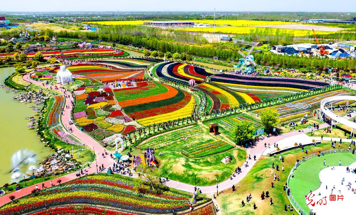 Tulip bloom draws visitors in E China’s Jiangsu