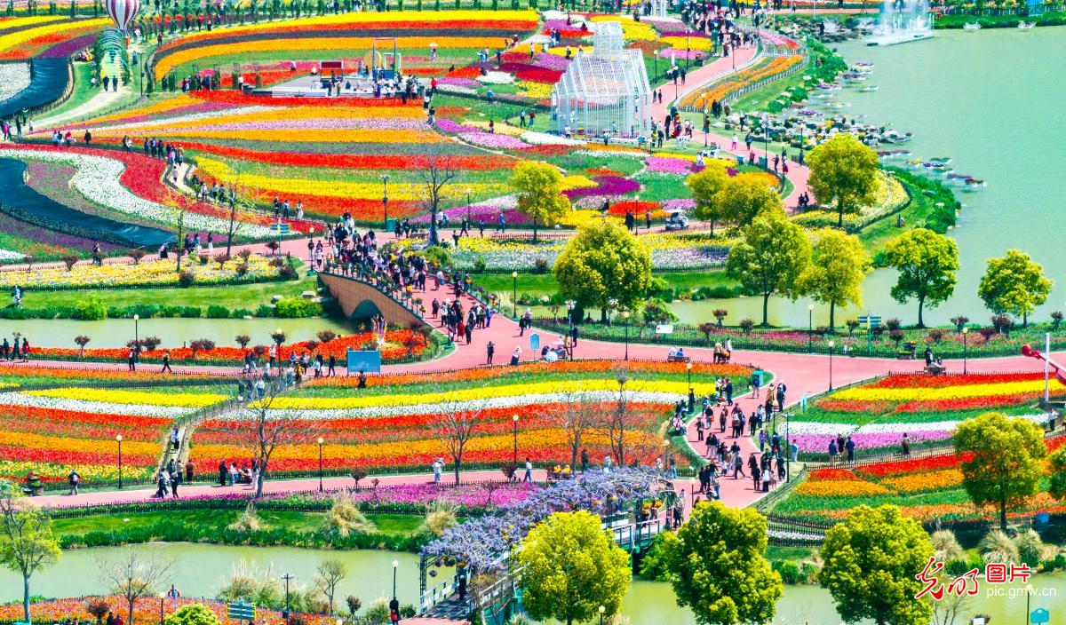 Tulip bloom draws visitors in E China’s Jiangsu