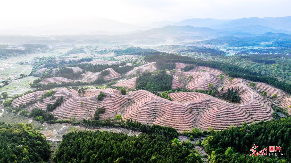In pics: Camellia oleifera forest in E China's Jiangxi