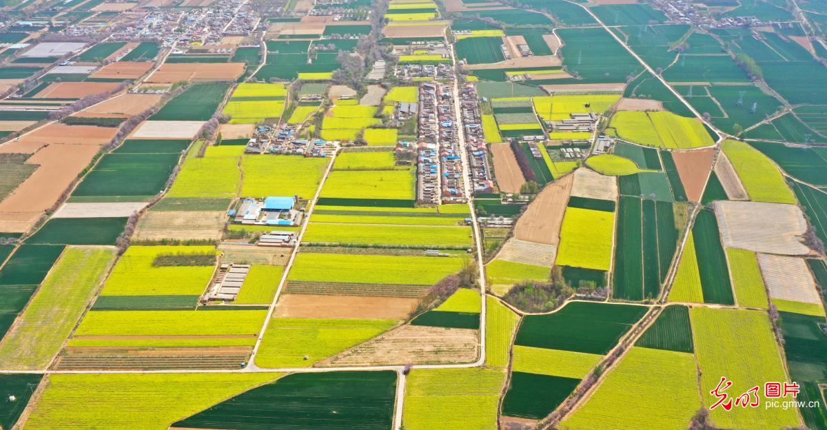 Farmers in the golden sea of flowers