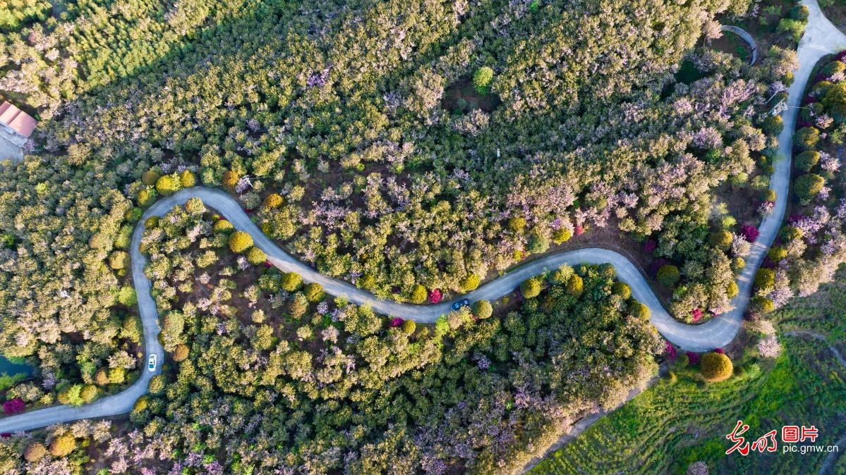 Cherry bloosoms decorate winding roads in SW China's Yunnan
