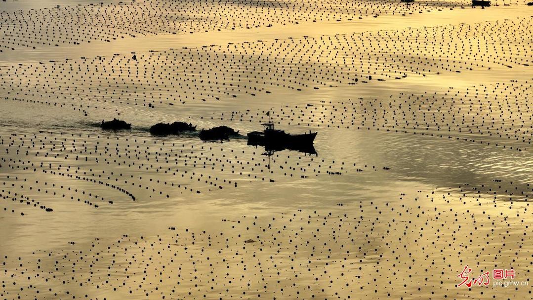East China's Shandong sees kelp harvest season
